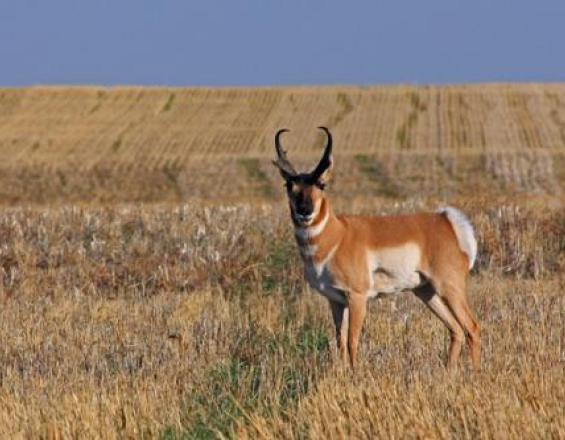 Wild Sky Beef – Supporting Wildlife-Friendly Ranching Practices