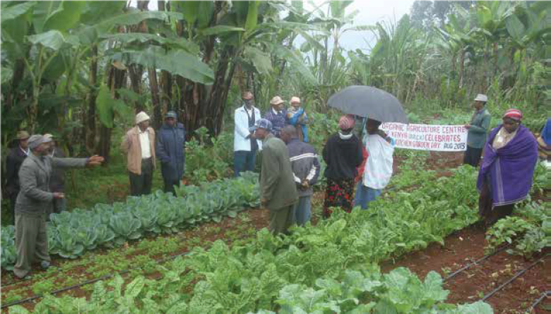 Using a weed relative to turn tree tomato resistant to drought and diseases