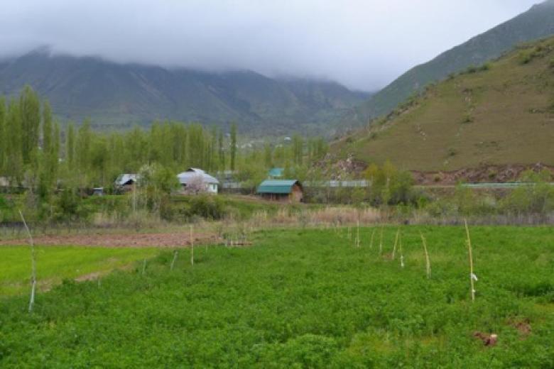 Adapted rain-fed annual crops