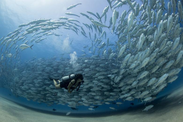 CABO PULMO NATIONAL PARK: PARTICIPATION FOR ITS CONSERVATION