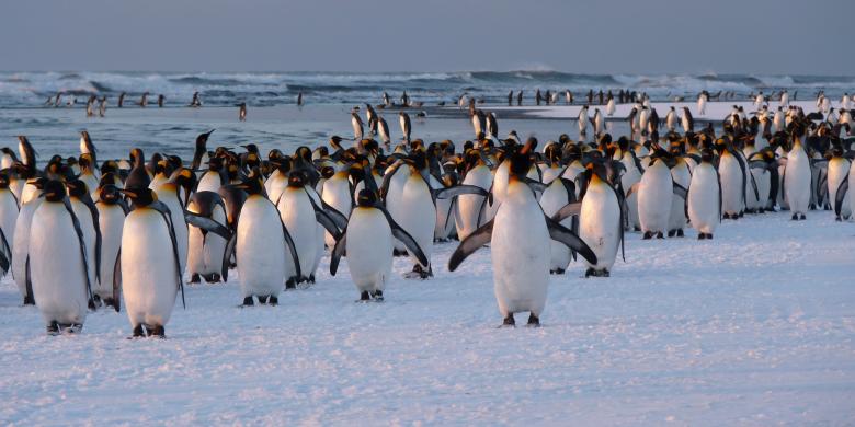 A science-based management model to protect isolated and vulnerable subantarctic ecosystems