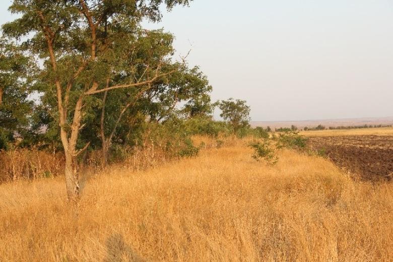 Rehabilitation of Windbreaks