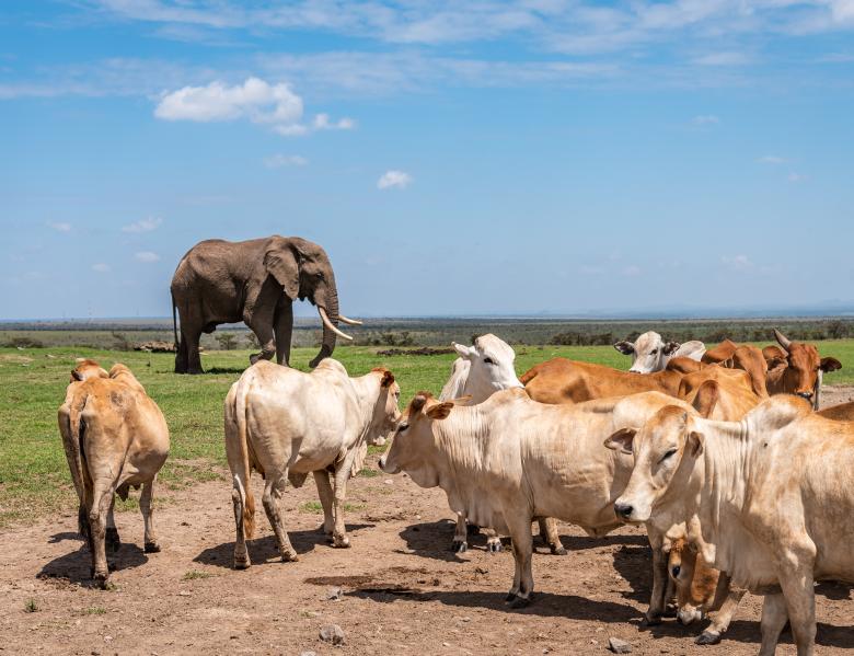 Integrating livestock and wildlife to reduce land degradation, enhance biodiversity and conservation