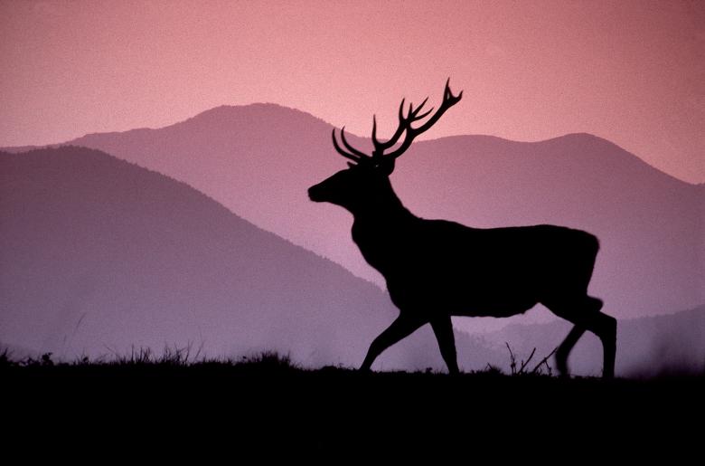 Participatory management of wildlife in protected areas: the experience of the Red Deer census in Foreste Casentinesi National Park.