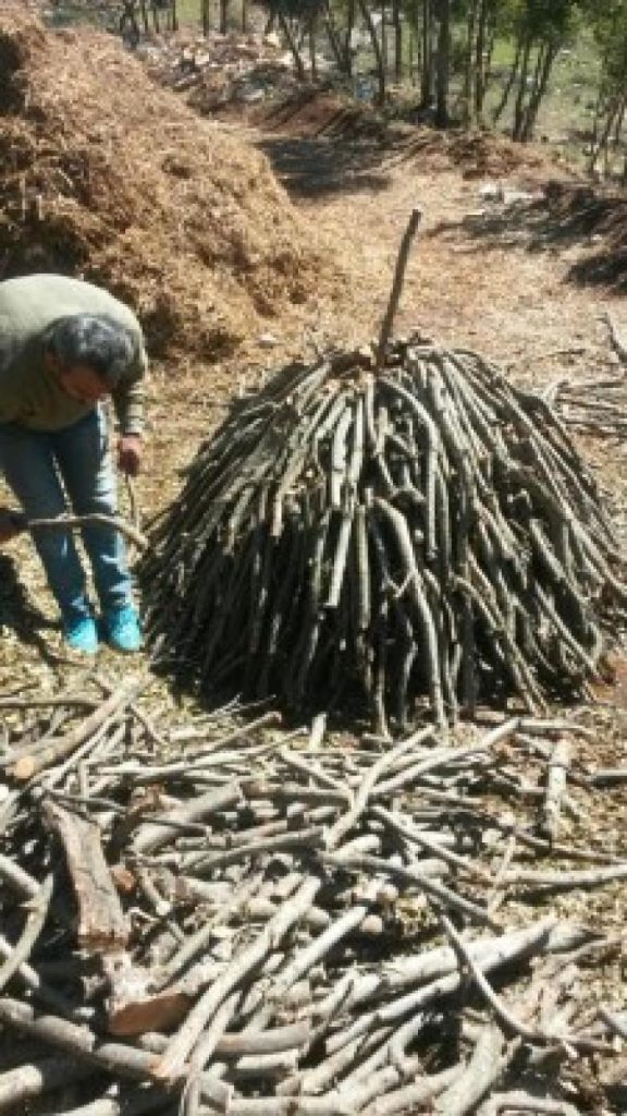 Forest Landscape Restoration in the Shouf: a Comprehensive Solution