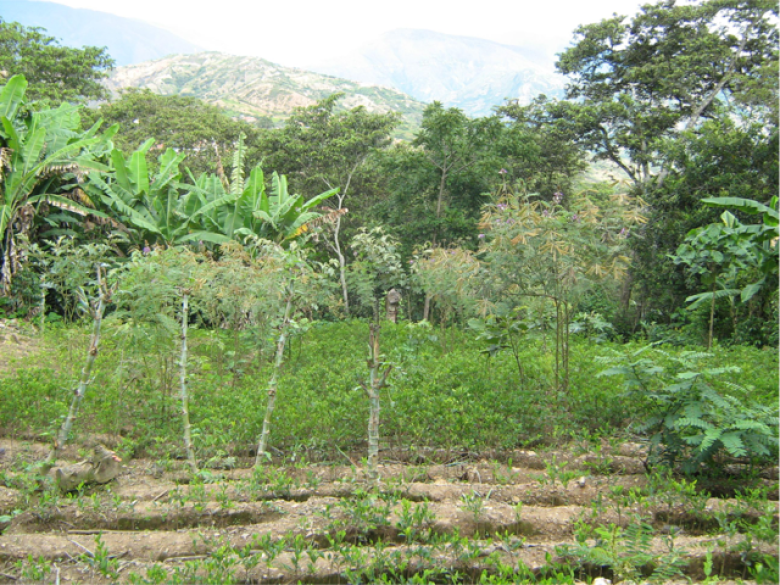 Successional Agroforestry between the Andes and the Amazon