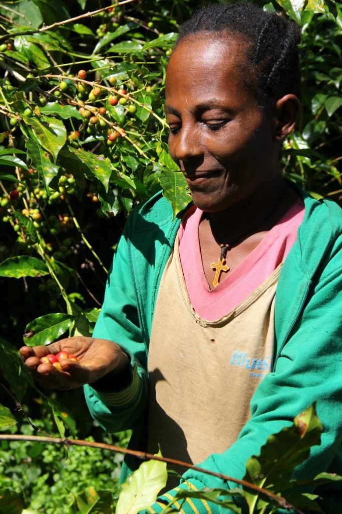 Promotion of sustainable forest products from biosphere reserves in Ethiopia – a unique case for business partnerships