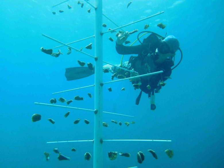 Coral Restoration for Resilient Ecosystems and Sustainable Livelihoods