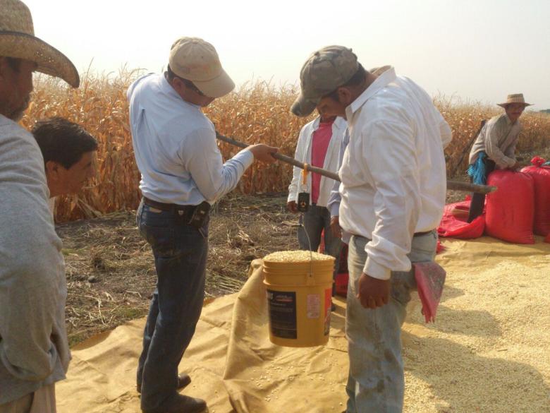 MasAgro: CIMMYT and Mexico's partnership for sustainable maize production