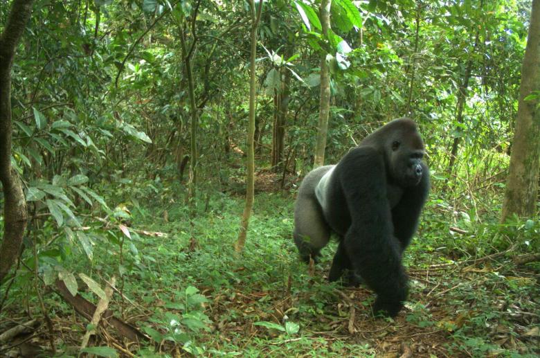 Securing land tenure for local communities to protect Cross River gorillas