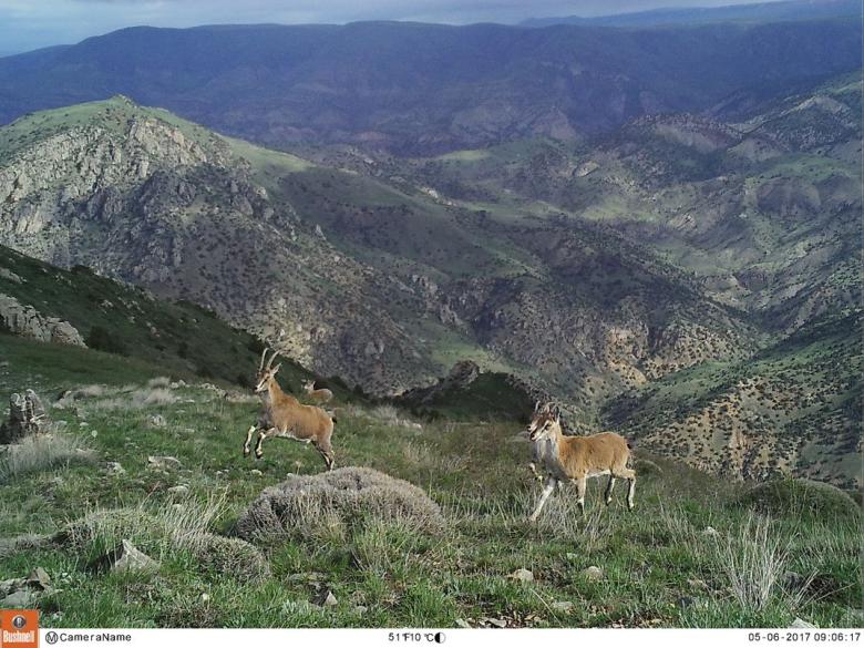 Caucasus Wildlife Refuge: Pioneering Private Conservation in Armenia