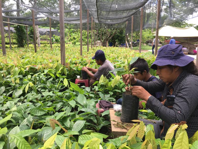 Agroforestry systems for sustainable cocoa farming in the Lachuá Ecoregion