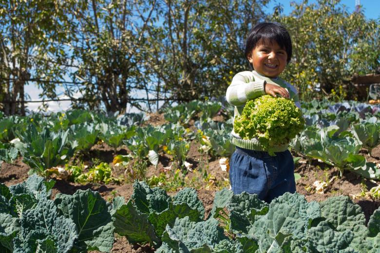 Quito’s Participatory Urban Agriculture Programme (AGRUPAR)