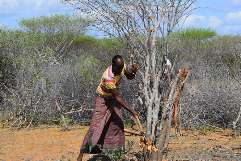 Restoring grasslands to enhance the recovery of the critically endangered hirola antelope and improve local livelihoods.