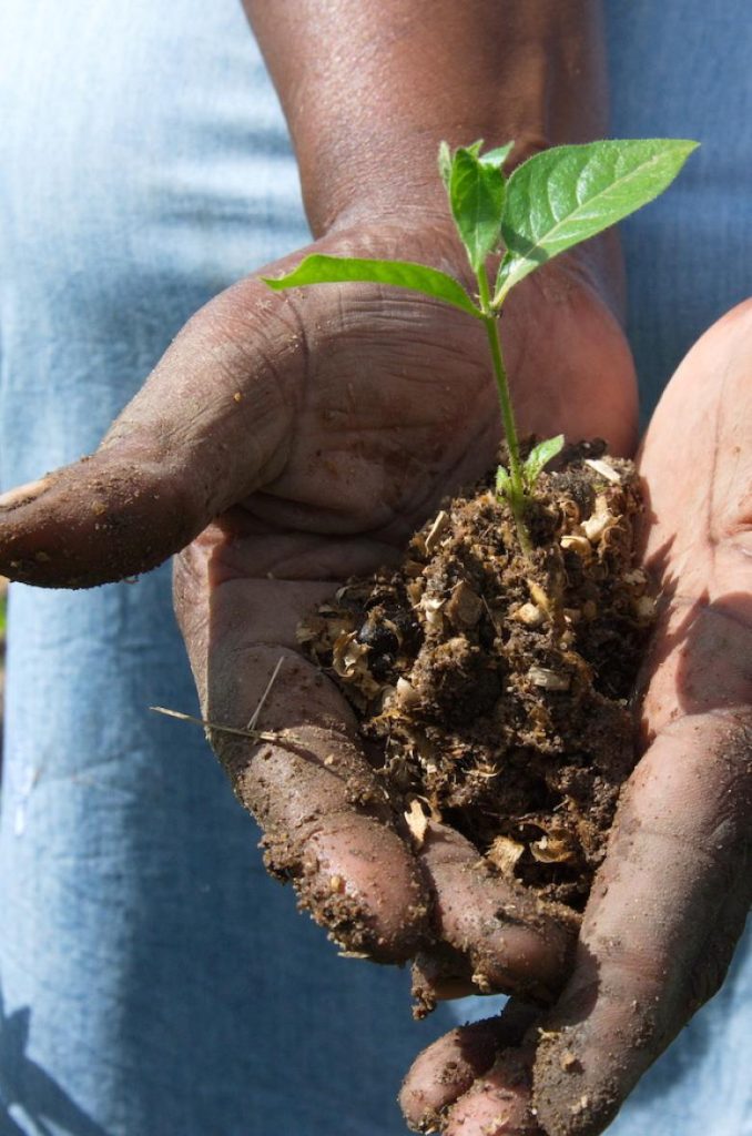 Ecosystem-based Adaptation in Durban, South Africa - the Buffelsdraai Community Reforestation Project