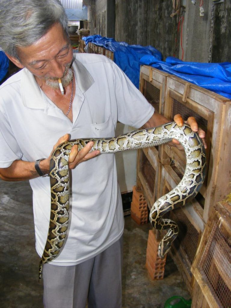 Reptile farming as a response to livelihood insecurity in the Mekong Delta