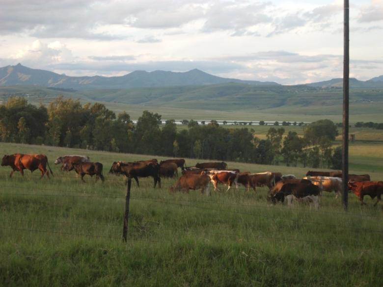 Developing sustainable landscapes in grasslands of South Africa