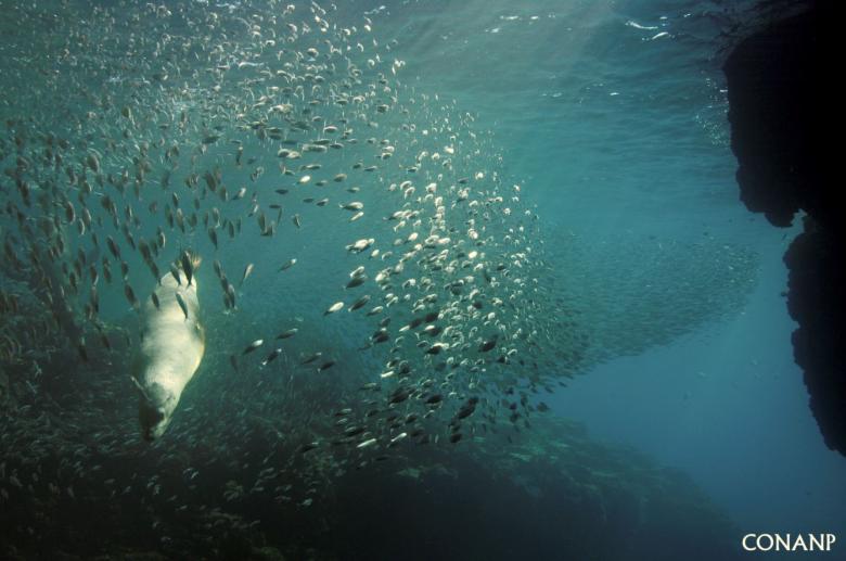 Monitoreo submarino del Parque Nacional Zona Marina Archipiélago Espíritu Santo