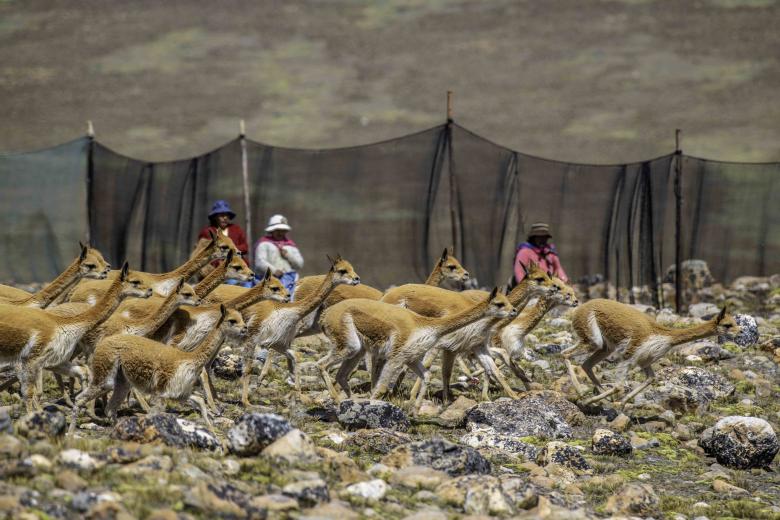 Manejo integrado de vicuñas que promueve la salud, bienestar y medios de vida de comunidades en el área protegida de Apolobamba