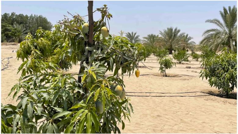 Utilize Treated Aeolian Sands to Combat Food Insecurity in Desert Regions