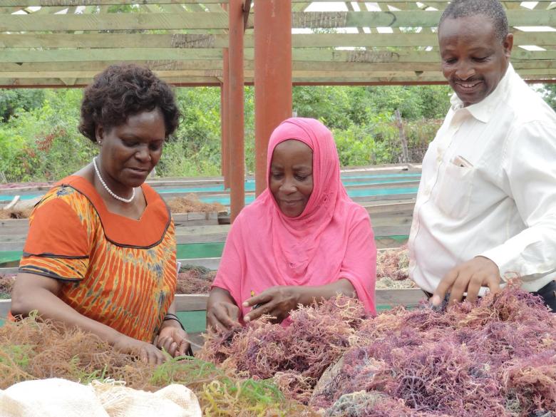 Mama Fatuma and the seaweed farming development in the south coast of Kenya