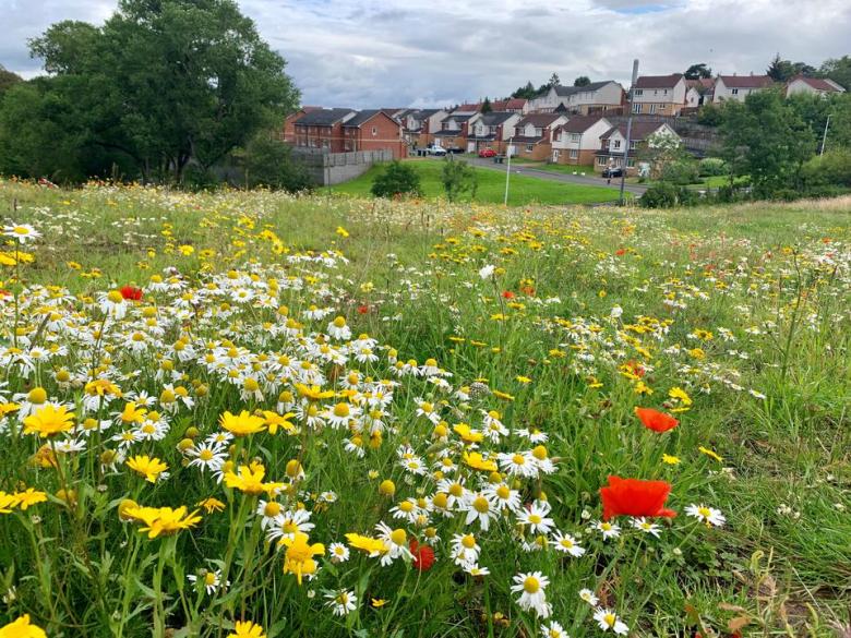 Fernbrae Meadows: From derelict golf course to vibrant community green space