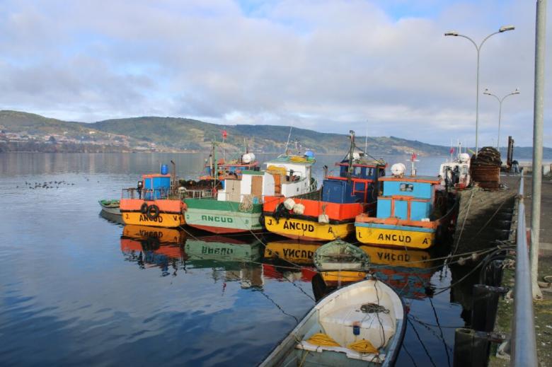 Working towards sustainability of the artisanal stone crab fishery in Ancud, Chile.