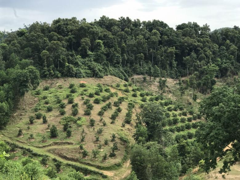 Forest protection and restoration for buffering extreme droughts in Ha Tinh province, Vietnam