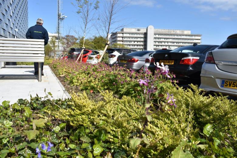 Foresterhill Health Campus: Creating healthy spaces for patients, staff and visitors through green infrastructure implementation