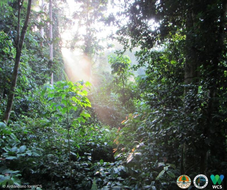 Harnessing collective responsibility to address deforestation and protect biodiversity