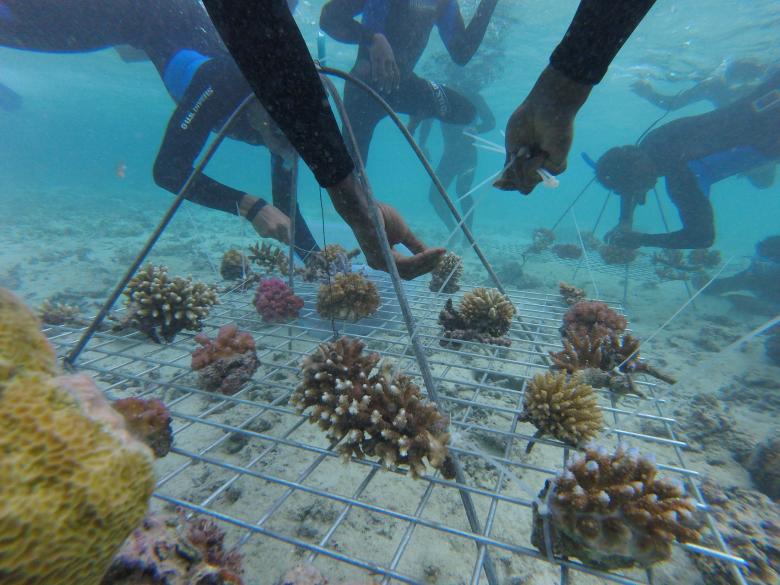 Coral Gardening for Climate Change Adaptation in Vanuatu