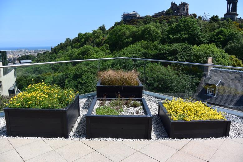 Square Metre for Butterflies: A network of green roofs in Edinburgh