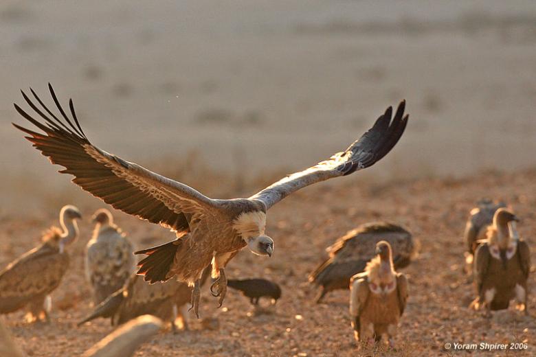 An innovative automatic location-based real-time alert system to prevent wildlife poisoning using GPS-tagged Griffon vultures has led to better conservation of endangered species in protected areas