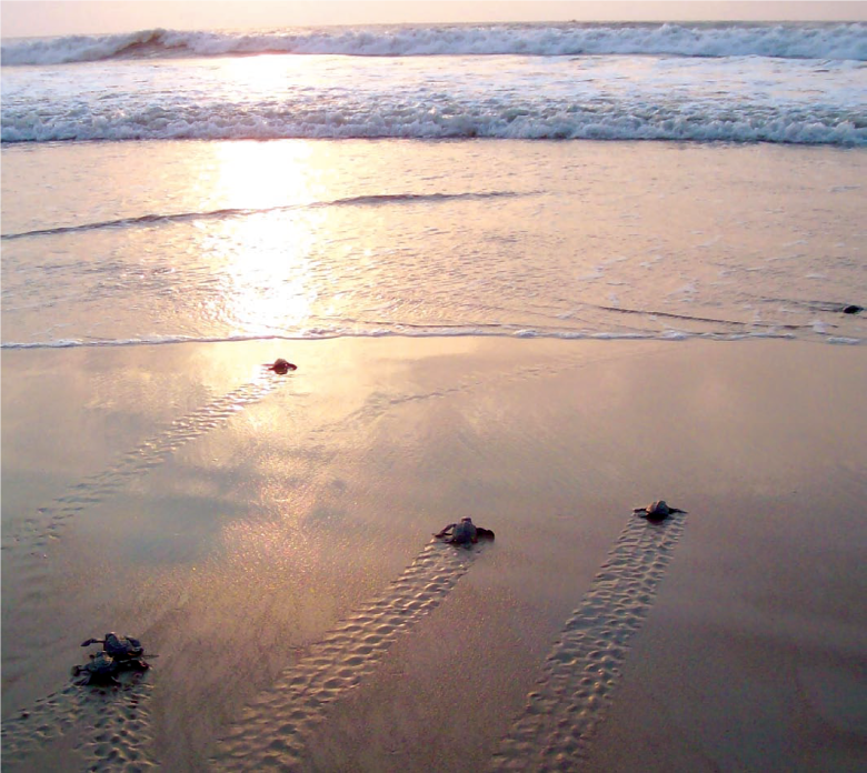 Ensuring the conservation of Olive Ridley turtles: a case study of how development and conservation can co-exist