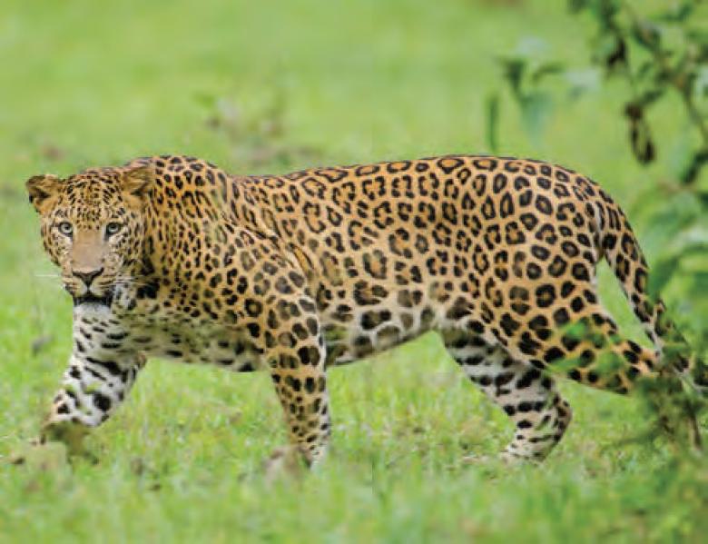 Mitigating human-wildlife conflict in Sanjay Gandhi National Park