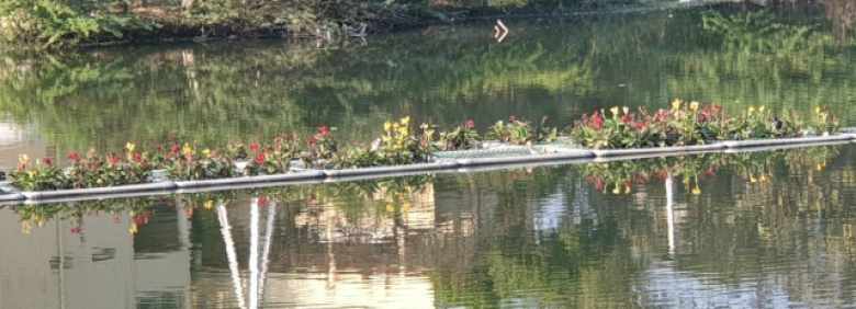 Researching the role of floating wetlands in improving water quality and local livelihoods in Hyderabad