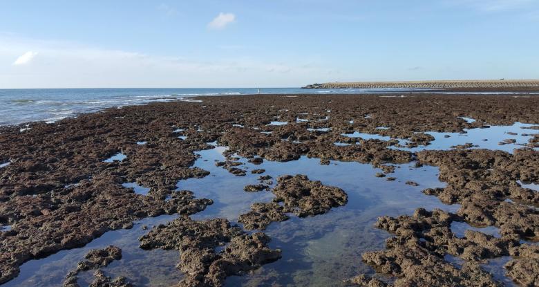 Looking for solutions to save a unique algal reef ecosystem in the world