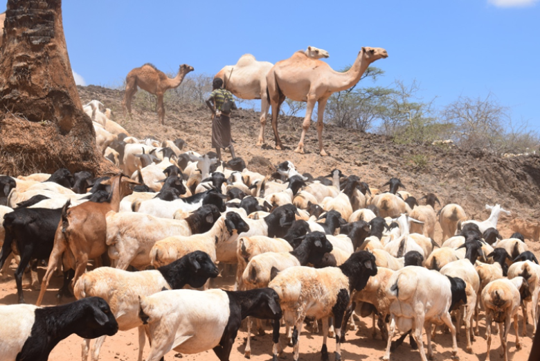 Locally-based mapping and management of resources in Kenya's northern drylands