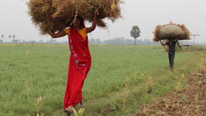 Extra early biofortified lentils for South Asia (SA) and Sub Saharan Africa (SSA)