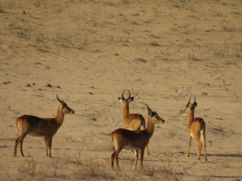 Integrating climate change aspects in protected areas management planning in Zambia