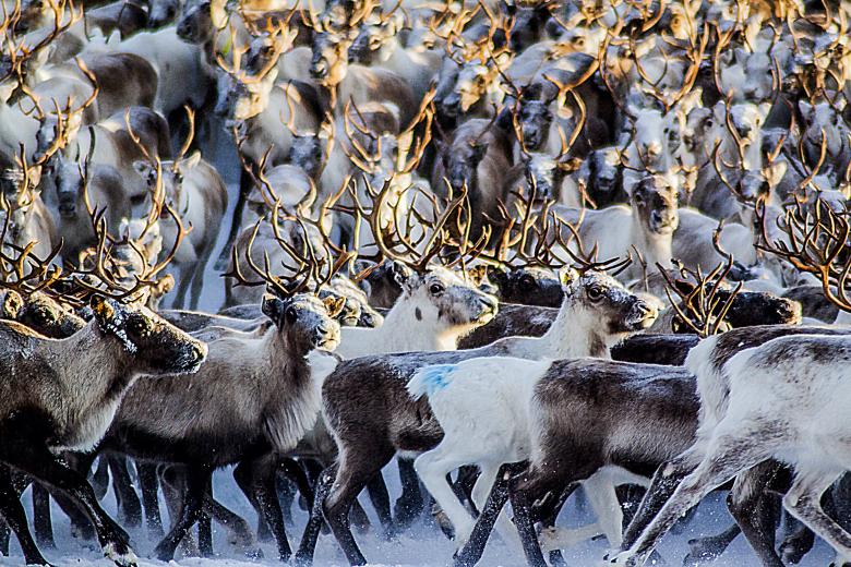 Integrating Sámi culture in the narrative of Røros mining town and the Circumference World Heritage, Norway