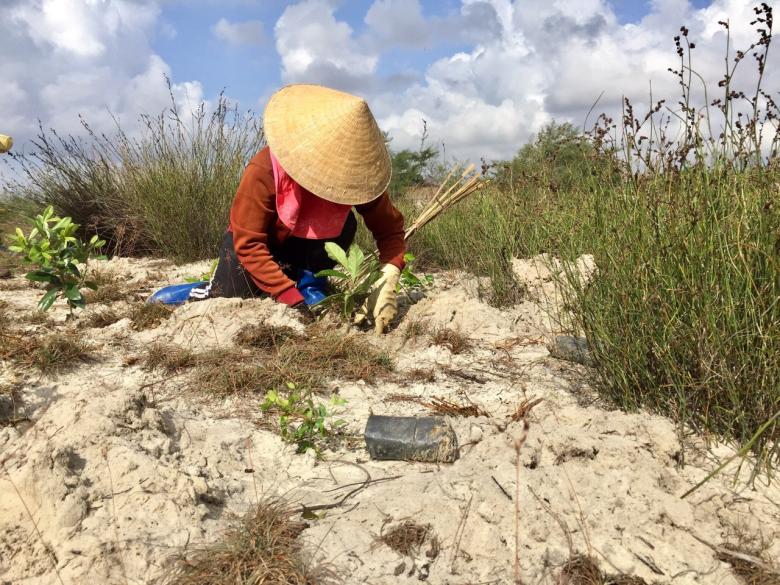 Coastal Forest Restoration (CFR) in Vietnam