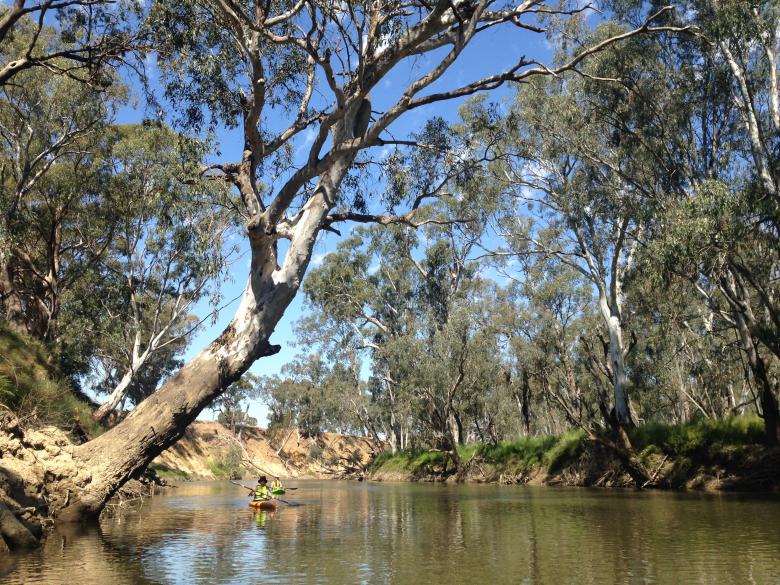 From paddock to park: removal of licensed grazing in Warby-Ovens National Park