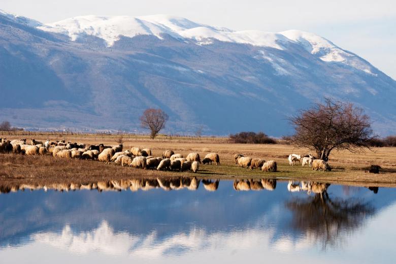 Protecting birds and people - story of Livno cheese production