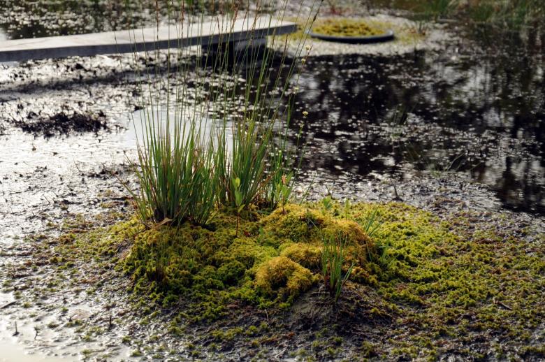 Stimulating carbon storage in disturbed French temperate peatlands