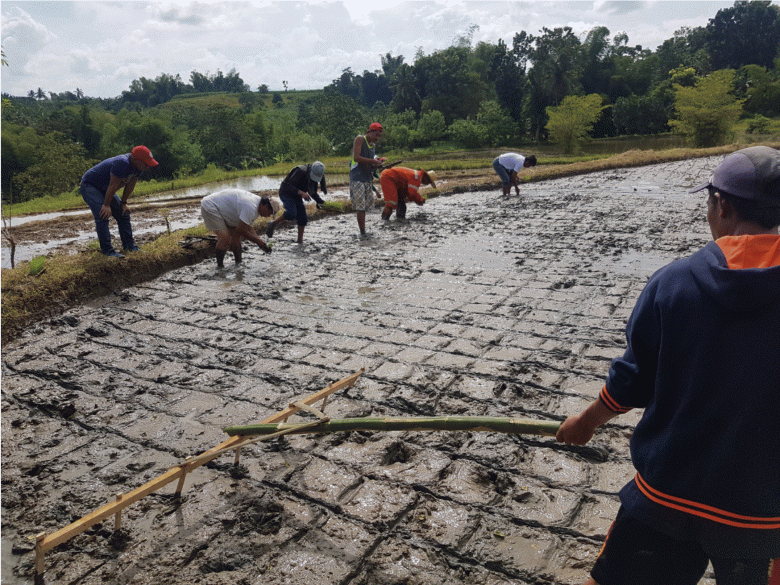 The System of Rice Intensification (SRI) in the Philippines to benefit farmers, consumers and biodiversity