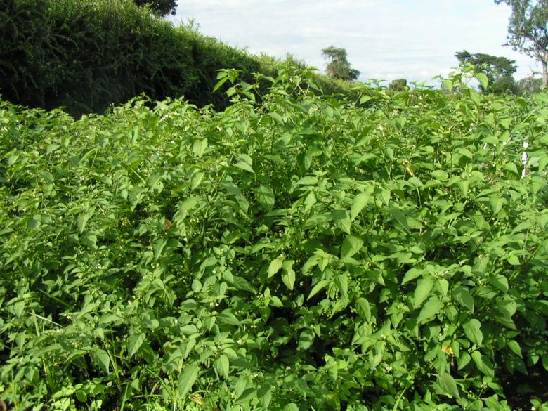 Potential for indigenous vegetables in Central Kenya