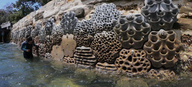 Living Seawalls - bringing biodiversity back to coastal infrastructure