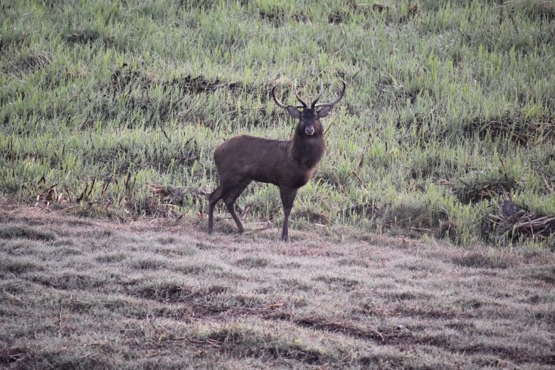 Conservation at the door step: Securing the population of a critically endangered species of deer