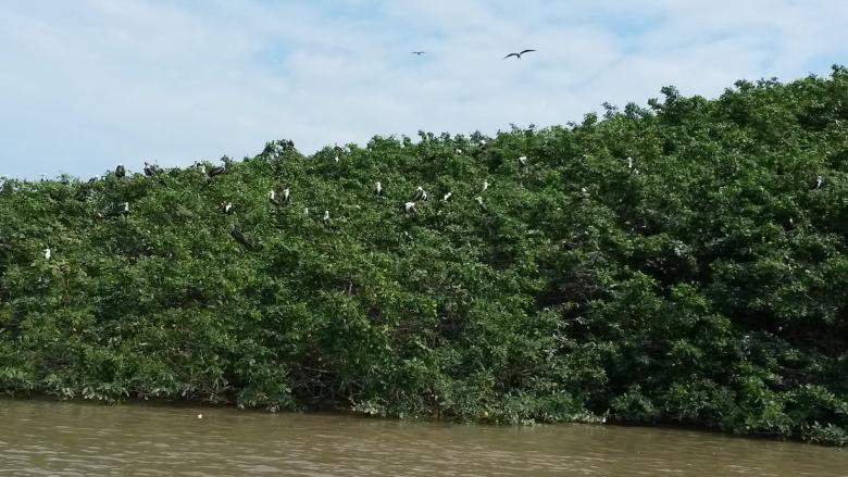 Restoration of mangroves at the "Refugio de Vida Silvestre Manglares Estuario Río Esmeraldas"